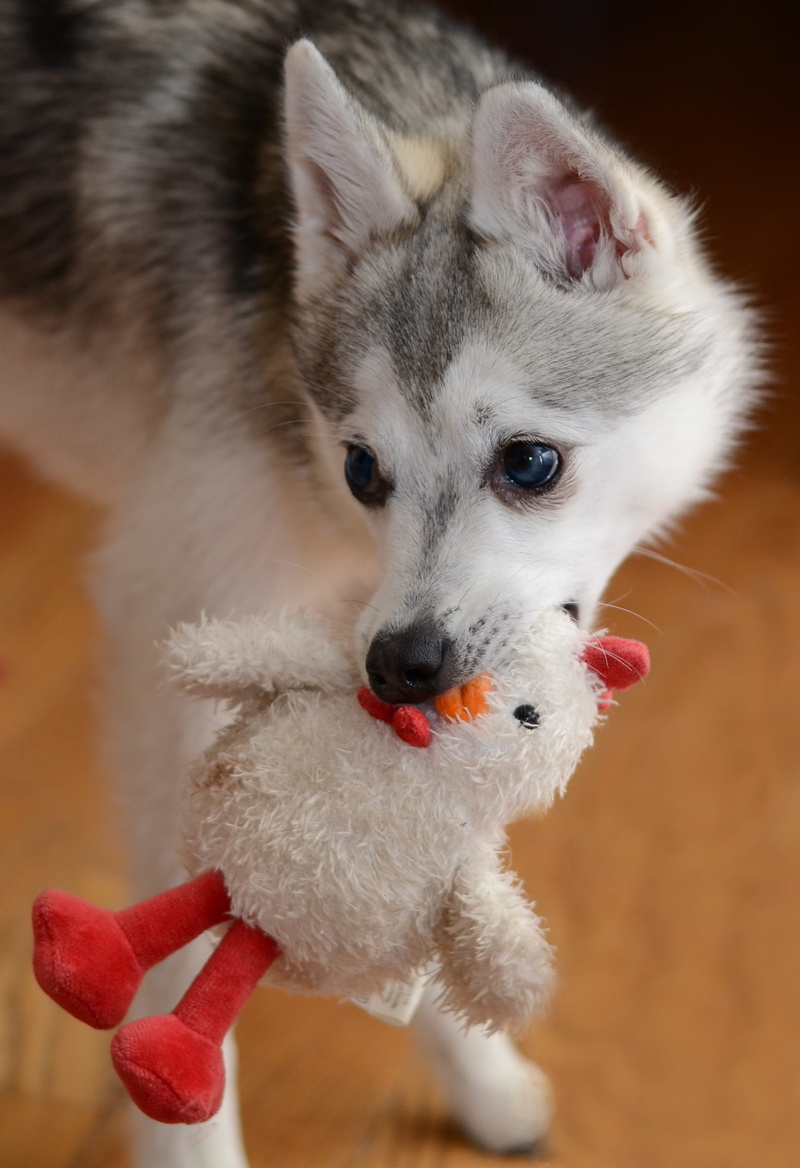 portrait, domestic cat, indoors, puppy, busted, looking away, close-up, fluff, feline, furry, young animal, one animal, animal head, chicken, hunting, fluffy