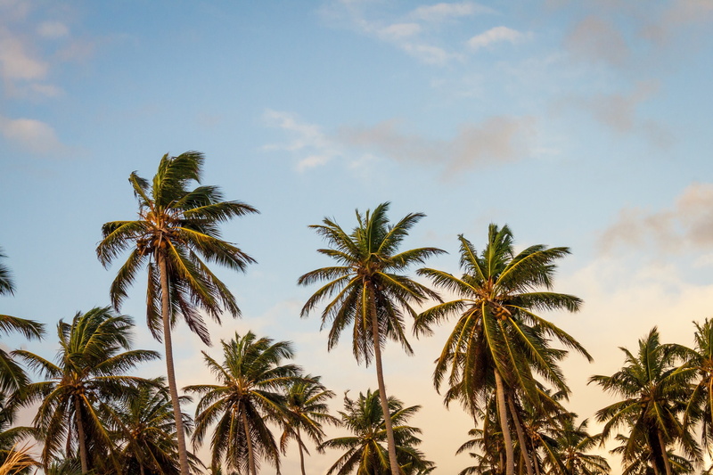 growth, beauty in nature, palm tree 4k  download hd for pc, tropical climate, palm leaf, tall - high, tree, coconut palm tree, tree trunk, plant, sky, no people