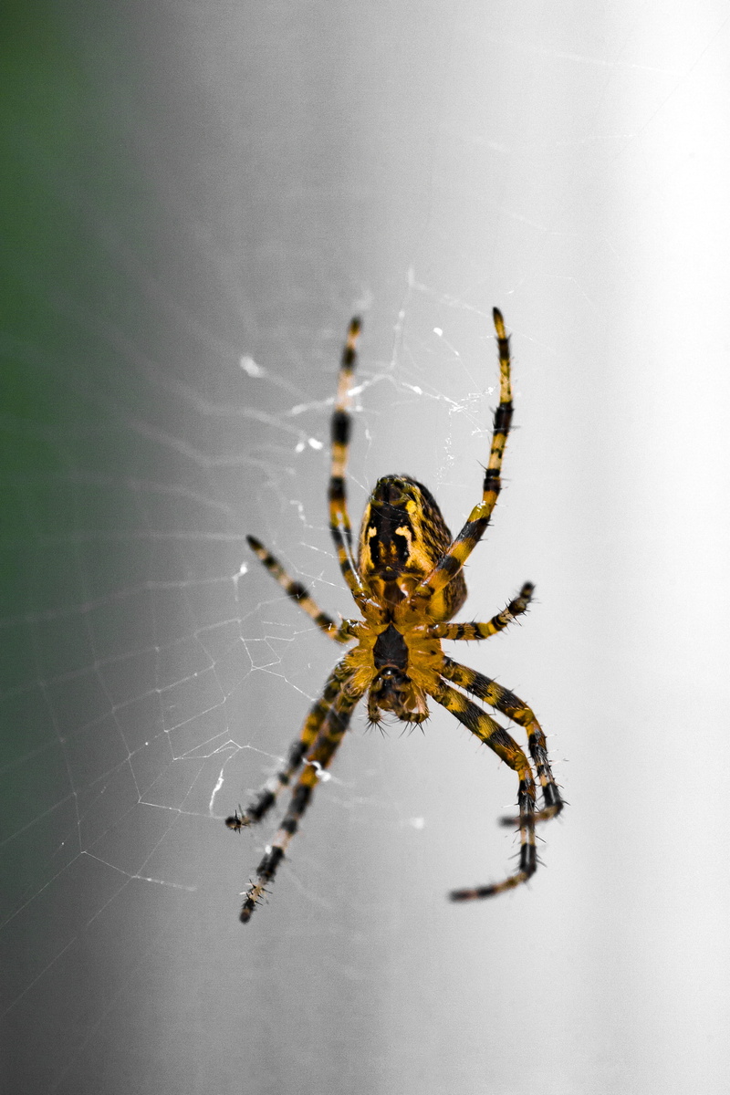 selective focus, spider web, legs, invertebrate, july, garden, animal wildlife, zoology, spider, animals in the wild, close-up, web, animal leg, center