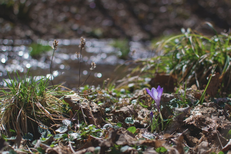 close-up, wood, Nikon, nature, selective focus, freshness, bokeh, vulnerability, tranquility, plant, focus on foreground, purple, depth of field, growth