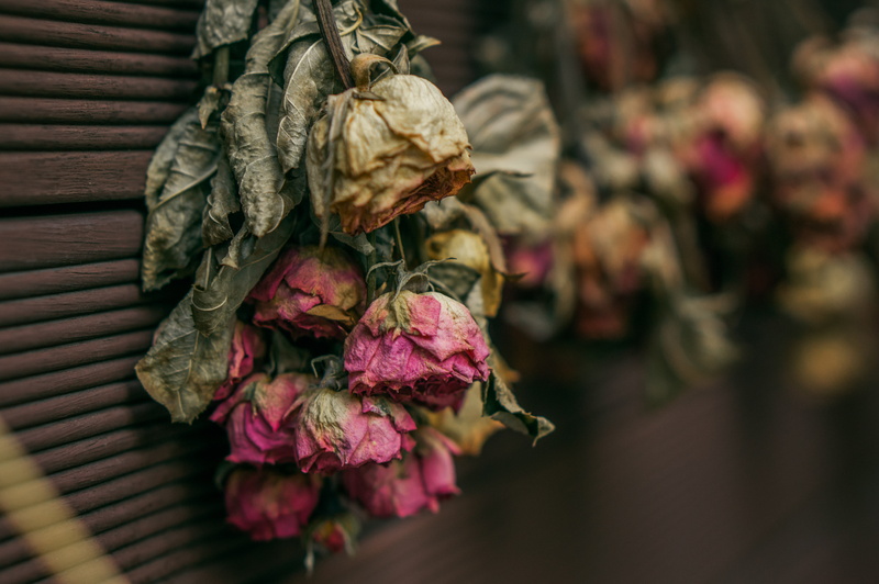petal, nature, close-up, rose, roses, plant, pink color, fragility, flower arrangement, flower, 4K, flower head, dry, vulnerability, beauty in nature