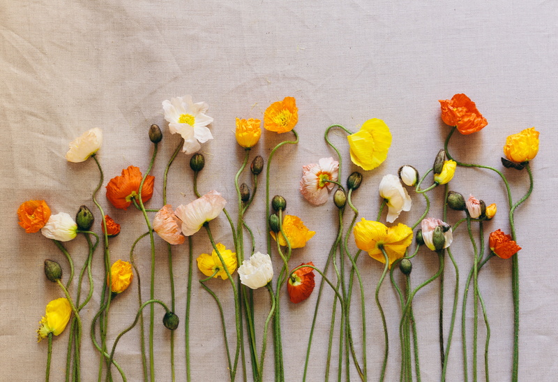 wellbeing, poppies, studio shot, springtime, close-up, freshness, red, multi Colored, decoration, leaf, assorted, choice, single Flower, celebration, flowering plant
