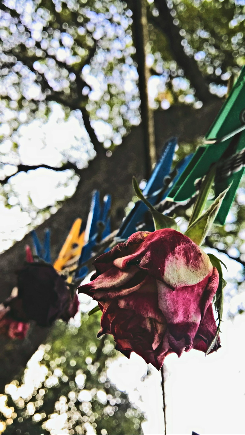 flower, fragility, flowering plant, flower head, flowers, tree, petal, freshness, dried, rope, nature, growth, herbarium, outdoors, 2K, blossom, vulnerability