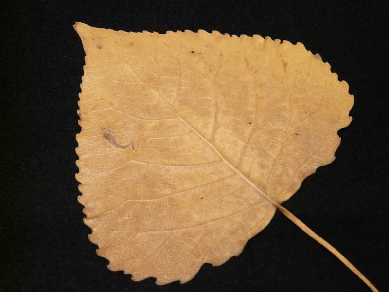 no people, Poplar, autumn, change, beginning of autumn, 2K, press sheets, plant collection, leaf, herb modular, autumn colours, indoors, studio shot, plant