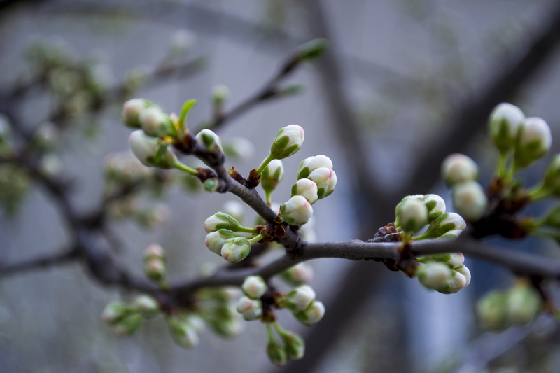 Spring, Herbarium, 4K