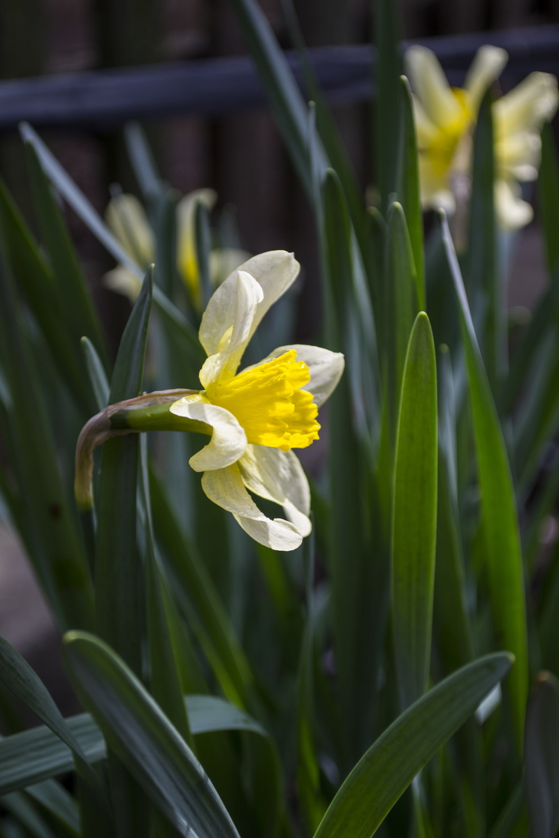 Spring, 4K, Herbarium