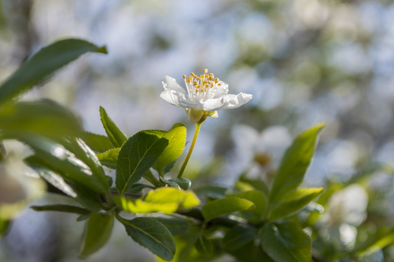 4K, Spring, Herbarium