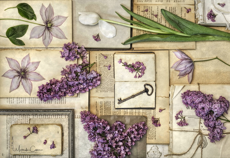 clematis, key, herbarium, vintage, lilac, Tulip, 2K, books