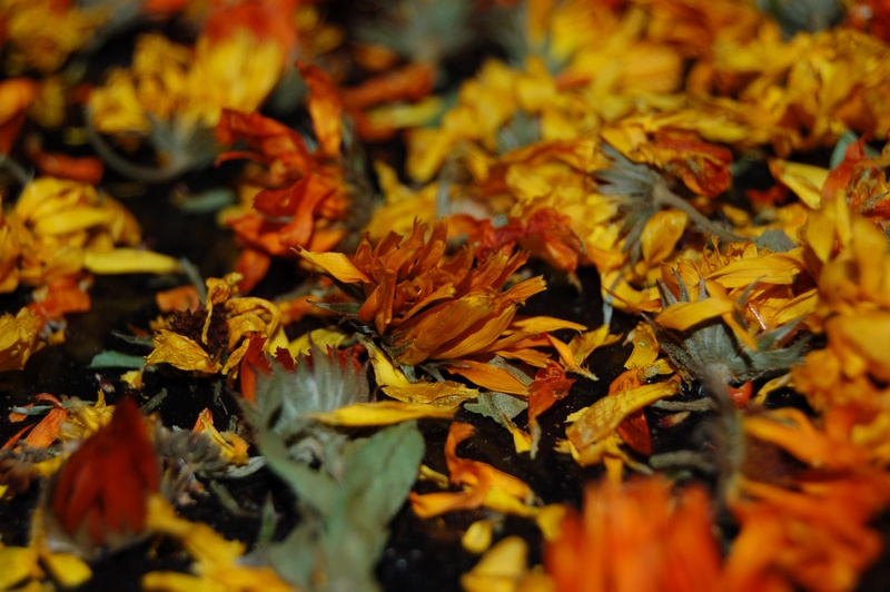field, flowers, multi Colored, macro, beauty in nature, herbarium, leaves, closeup, autumn, maple leaf, change, outdoors, dried flowers, plant part, bright