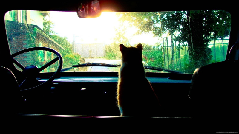 1080P, land vehicle, tree, window, mode of transportation, car interior, windshield, pets, transportation, vertebrate, domestic animals, animal, glass - material