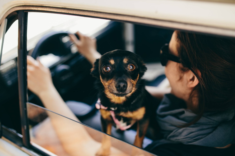 2K, friendship, mammal, real people, pets, portrait, canine, one animal, animal themes, female, togetherness, transportation, travel, car, women, people