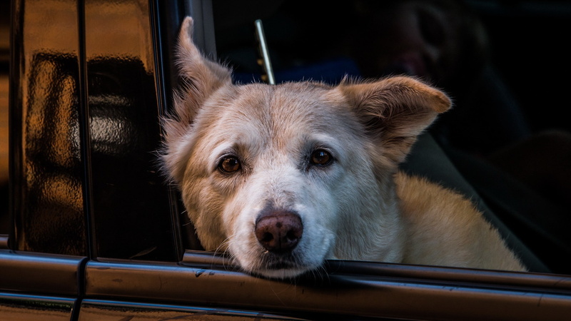 portrait, looking, animals, dog, waiting, indoors, animal head, mammal, domestic, pets, domestic animals, focus on foreground, looking at camera, animal themes