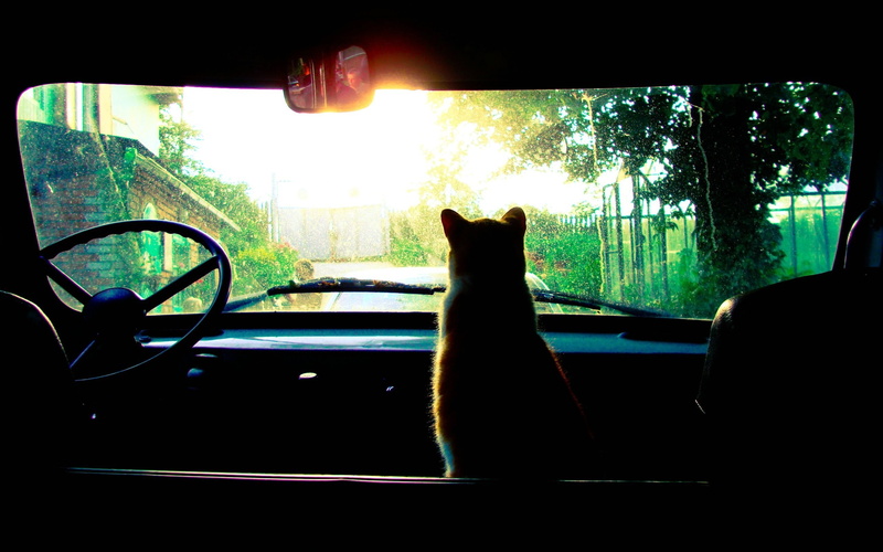 glass - material, sunlight, cat, car interior, pets, animal themes, sun rays, car, transparent, 2K, window, land vehicle, motor vehicle, domestic cat