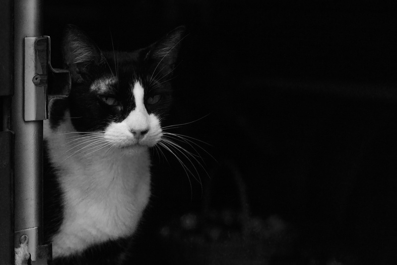 mammal, whisker, 5K, animal head, black background, animal themes, feline, young animal, cat, animal eye, animal, indoors, blanco y negro, animal body part