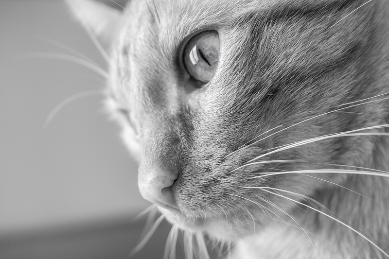 blanco y negro, photography, B/N, mammal, naranja, cute, cat, fur, black and white, feline, grayscale, 4K, animal, b/w, pets, animal Eye, looking, miyo