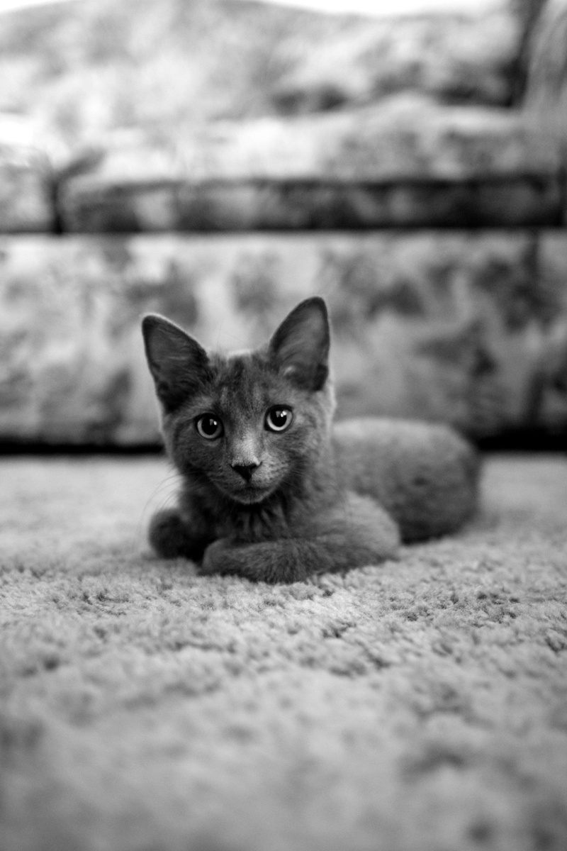 laying, kitty witty, kitten, looking at camera, domestic, sitting, cat ear, gray, surface level, domestic cat, pet, close-up, feline, vertebrate, carpet