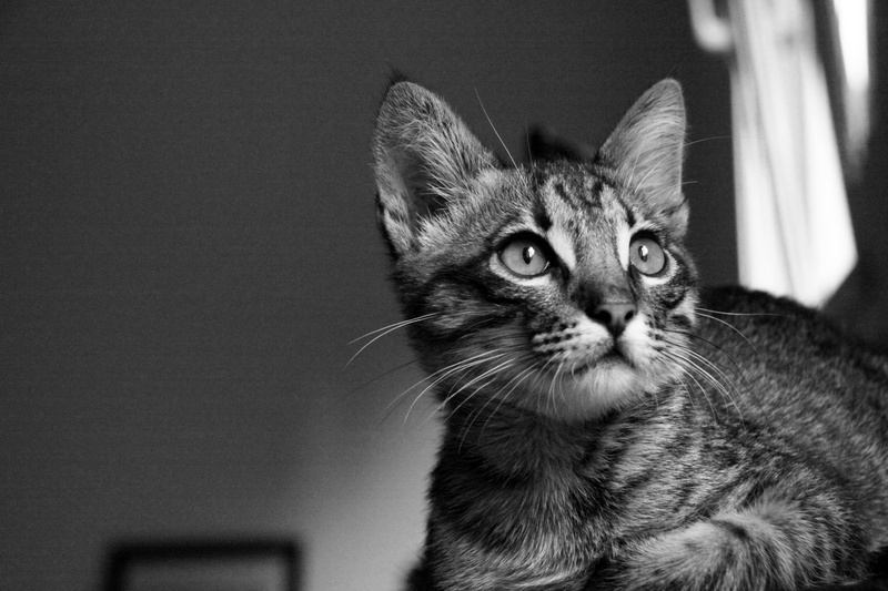 domestic Cat, cat, WB, Mascota, feline, Animal, mishima, un, looking, casa, Agost, grayscale, Silence, Blanco y negro, BN, Pet, 4K, Barcelona, Gato, at home