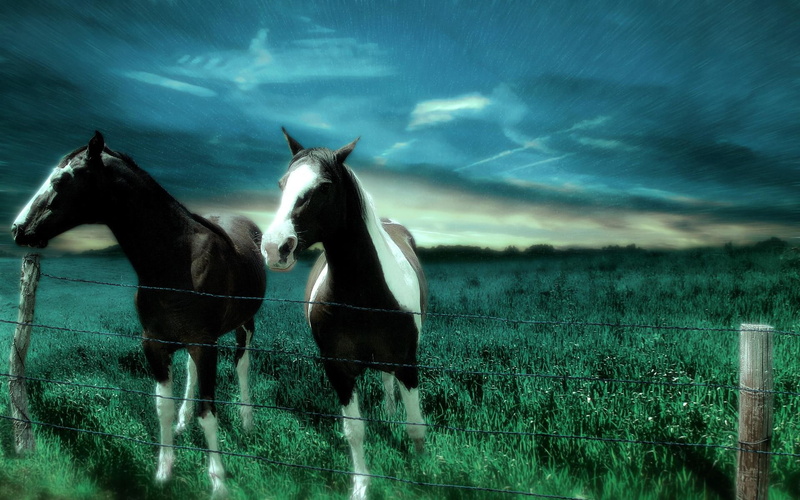 fields, horse, grass, caballo, 1080P, praire, pradera, y, animals