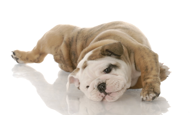 animal themes, looking, domestic Animals, wrinkled, studio Shot, white, english Bulldog, white Color, sitting, pupp, small, canine, indoors, close-up, isolated