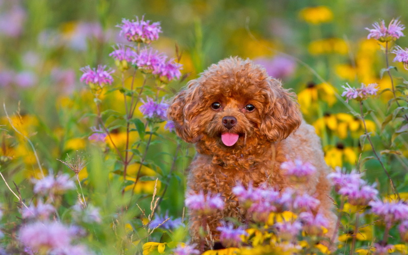 Poodle, 1080P, Flowers, Puppy