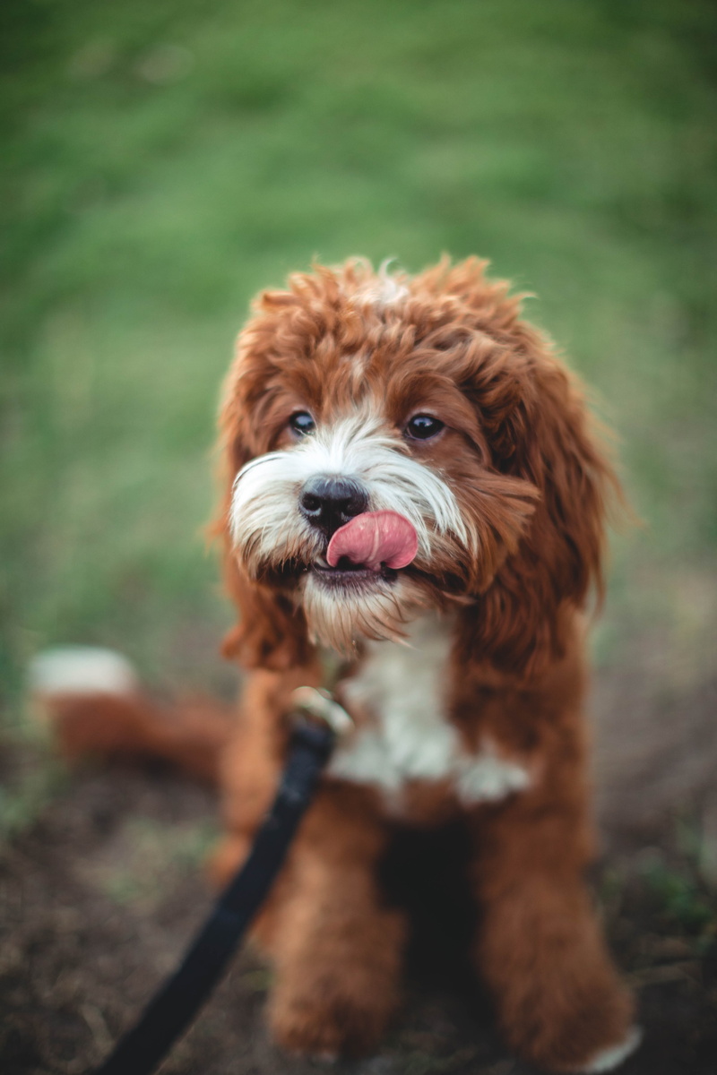 dog with tongue out, obedience, nature, outdoors, puppy, furry, animal Head, young Animal, pets, dog, animal, toy, friendship, sitting, 5K, playful, furry friend