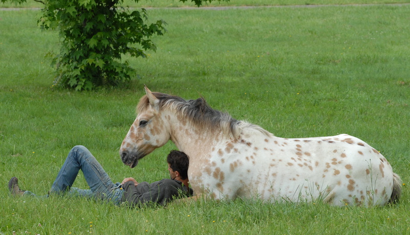 gray, vertebrate, grass, resting horse, horses, beside, foal resting, pets, colts, plant, animal themes, field, animal, horse, 4K, herbivorous, livestock