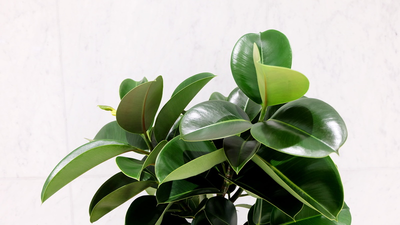 indoors, plant, flower, plant part, beauty in nature, white background, 4K, freshness, white color, leave, houseplant, leaves