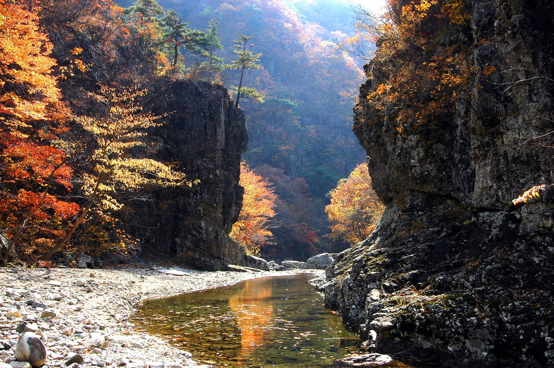 scenics - nature, flowing water, wood, autumn leaves, tranquil scene, forest, stream - flowing water, nature, the creek, idyllic, tranquility, outdoor