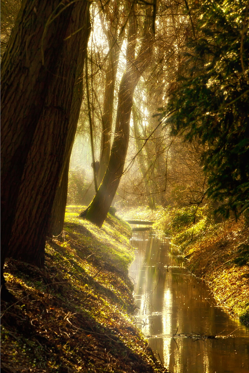 photography, river, waterfall, light, bach, tree trunk, leaf, flowing, beauty in nature, tranquility, illuminated, color, side light, water, clear, trunk