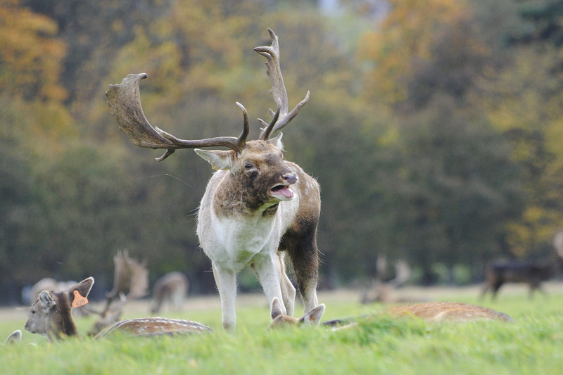 outdoors, herbivorous, rut, no people, land, four, green, deer, tree, antler, horned, group of animals, nature, brown, harem, animals in the wild, animal wildlife