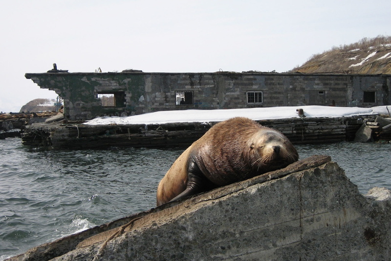 vacation, no people, rock, marine animal, building, vertebrate, harem, building exterior, rookery, animal themes, architecture, built structure, one animal