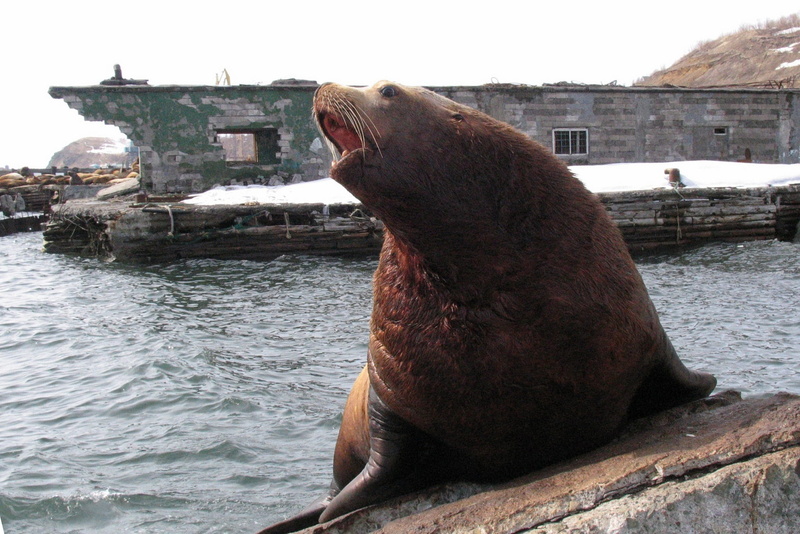 the steller sea lion, one animal, pierce, mouth, vertebrate, sea, animal wildlife, marine animal, no people, harem, 1080P, cleaver, outdoors, mouth open