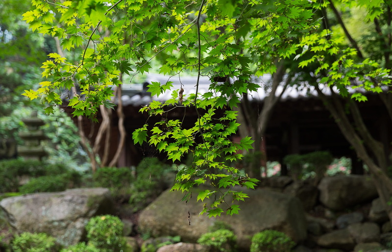 gyeongju, tree, maple, selective focus, 1080P, built structure, daegu, korea national, outdoors, building, tranquility, plant, section, garden, plant part