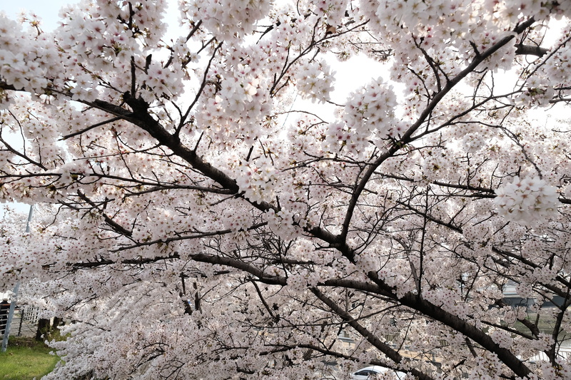 low angle view, nature, flower, spring, daegu, day, branch, flowering plant, fruit tree, vulnerability, no people, landscape, outdoors, springtime, growth