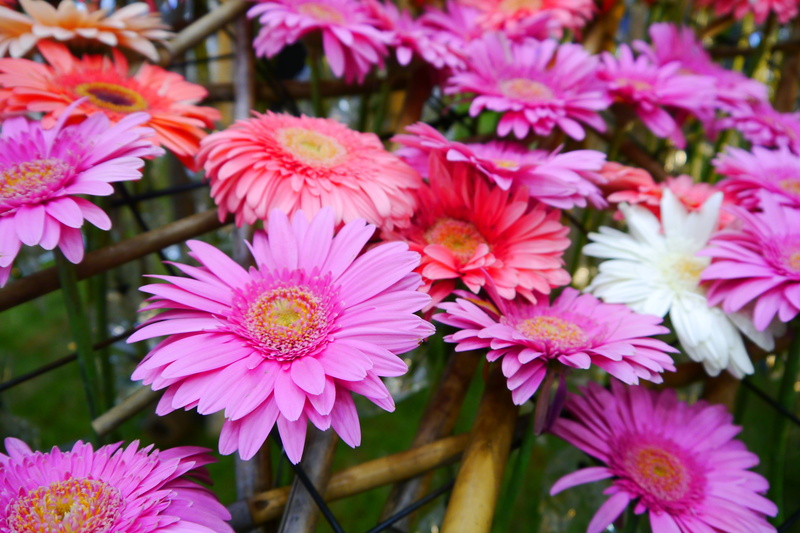 daegu, pink, nature, beauty in nature, fragility, inflorescence, flowering plant, 4K, petal, day, botany, tabitha, blossom, focus on foreground, growth