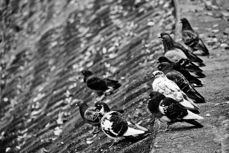 representation, animals in the wild, 5K, black and white, pigeons, south korea, close-up, bird, outdoors, high angle view, suseong-gu, focus on foreground