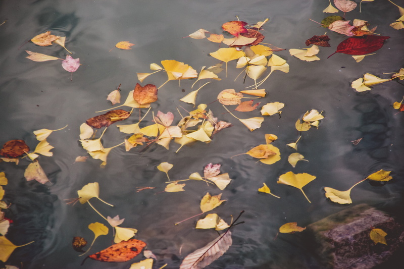 leaves, flower, fall, flower head, colours, water, change, beauty in nature, daegu, south korea, floating, plant part, autumn, pond, day, fallen, fragility