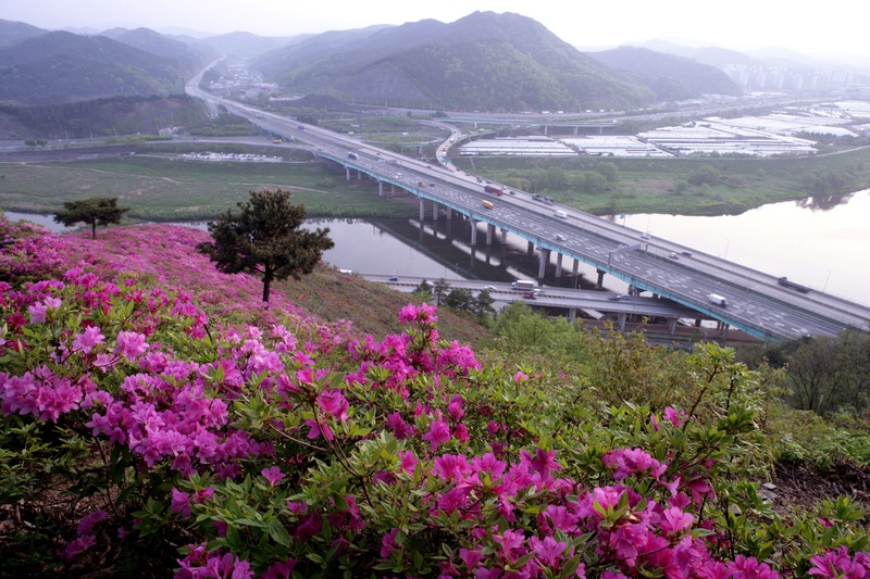scenics - nature, no people, day, connection, operation red, growth, 1080P, beauty in nature, bridge, daegu, nature, flowering plant, road, spring, rhododendron indicum sweet