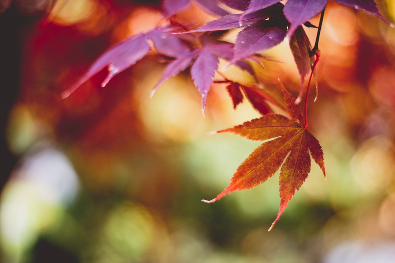 tree, daegu, outdoors, focus on foreground, colours, freshness, south korea, nature, day, maple leaf, orange, red, trees, 5K, plant, autumn, beauty in nature