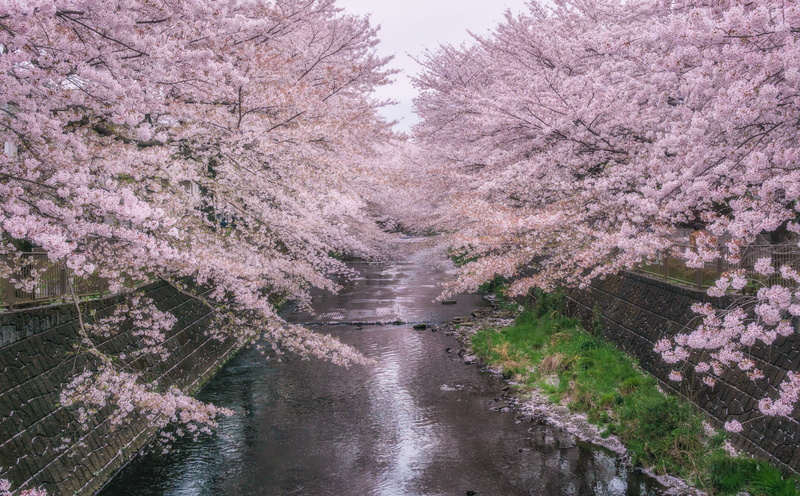 growth, flower, diminishing perspective, Seasons, blossom, blossoms, nature, Spring, beauty in nature, sakura, the way forward, cherry tree, ondagawa, beautiful