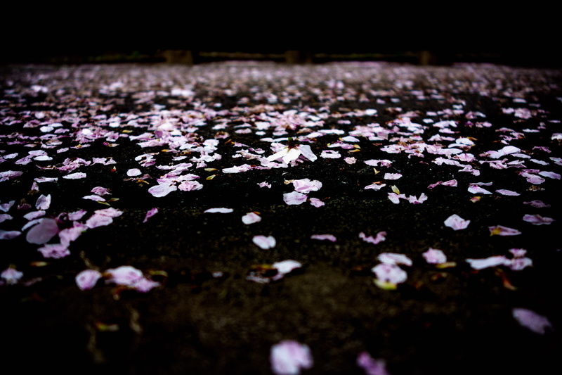 water, land, outdoors, abundance, no people, fragility, beauty in nature, white color, petals, fallen, sakura, vulnerability, growth, pink, photo, plant