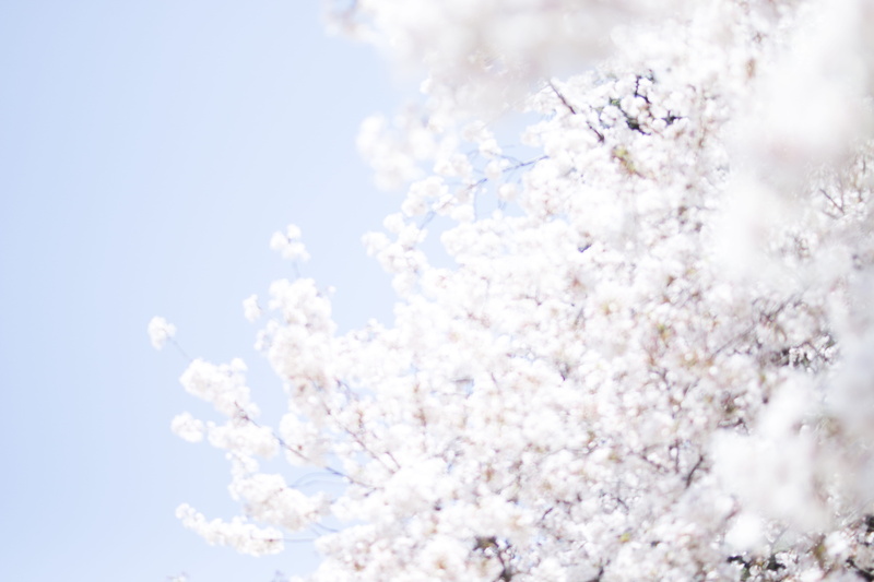 flowers, white, blossom, freshness, cherry tree, bright, cherry blossom, tokyo, flower, flowering plant, plant, springtime, 5K, beauty in nature, japan