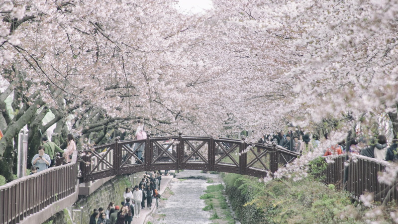 4K, korea, jindo, flowers, cherryblossom