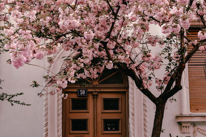 freshness, outdoors, building, cherryblossom, plant, vulnerability, cherry blossom, growth, day, fragility, beauty in nature, architecture, cherry tree