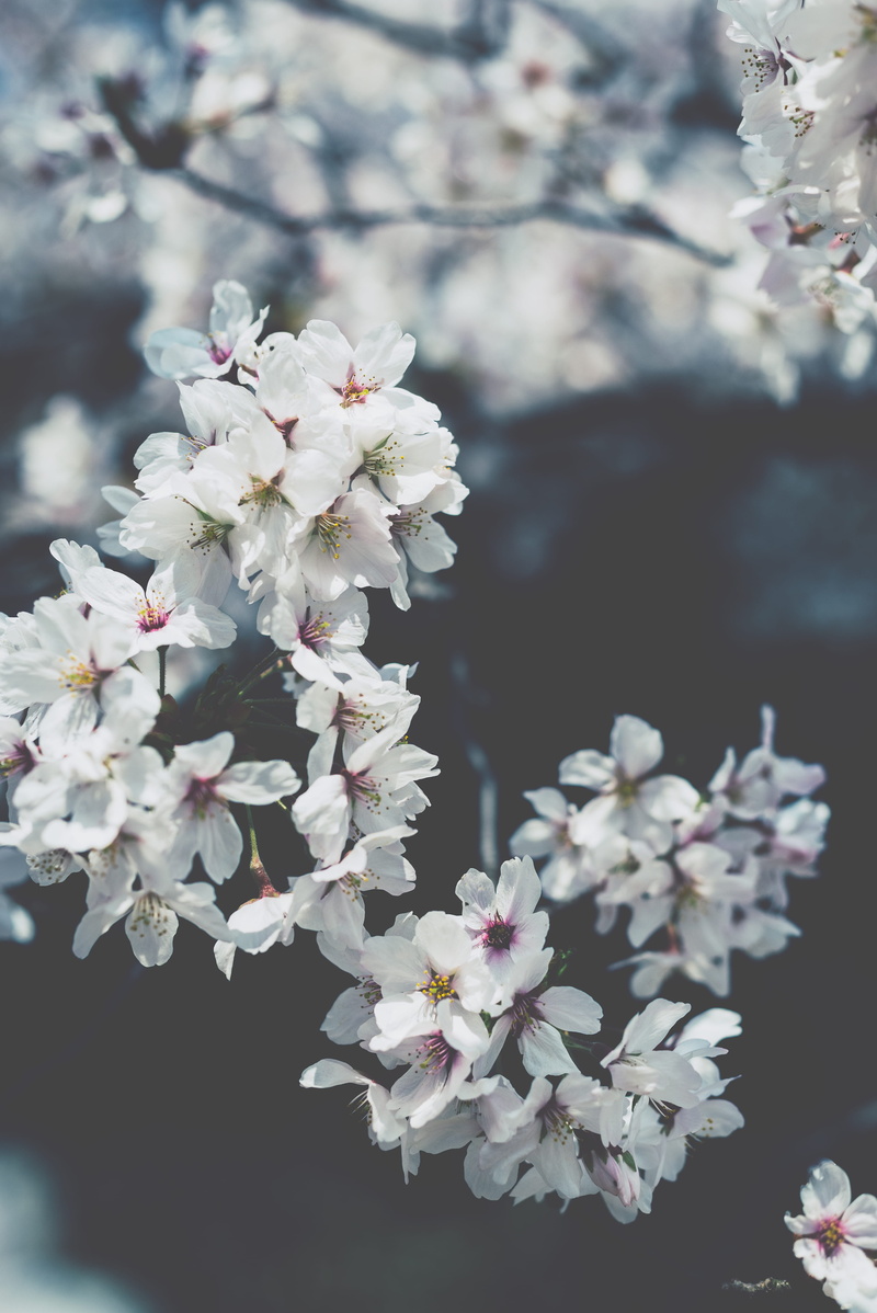 bright, flower head, white, plant, branch, springtime, beauty in nature, sakura, vulnerability, petal, flowering, flower, nature, cherry blossom, soft