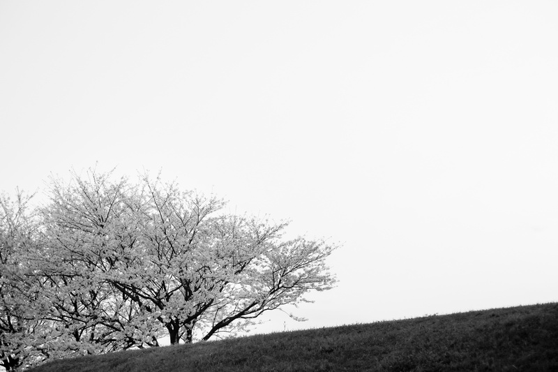 day, branch, nature, bare tree, field, scenics - nature, street, non-urban scene, 5K, sky, clear sky, cherryblossom, isolated, monochrome, copy space