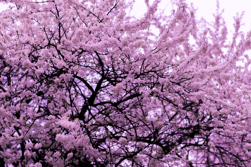 shallow, growth, outdoors, blossom, petal, cherry blossom, flowering plant, spring, pink and black, no people, plum blossom, twig, beauty in nature, photography