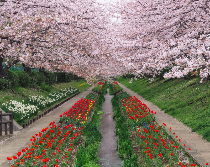 Seasons, park - man made space, 5K, Cloudy, nature, Bloom, scenics - nature, yokohama, pink color, outdoors, no people, flower, park, sakura, flowering plant