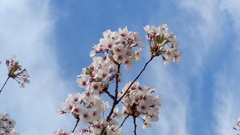 close-up, flower head, vulnerability, beauty in nature, cherryblossom, flower, calm, pink color, low angle view, cherry, branch, homescreen, softness, day