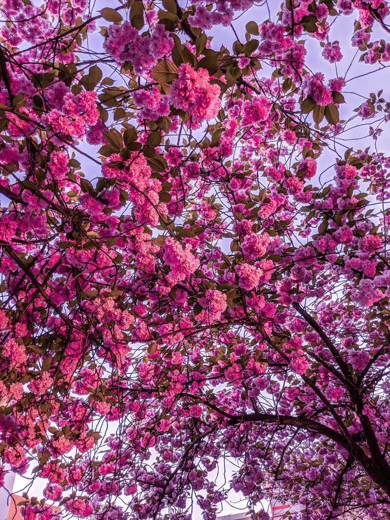 4K, botany, springtime, vulnerability, bunch of flowers, growth, backgrounds, pink, freshness, cherry tree, trees, outdoors, köln, plant, germany, cherry